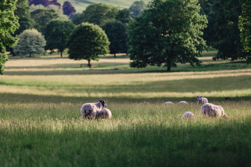 Sandon Hall