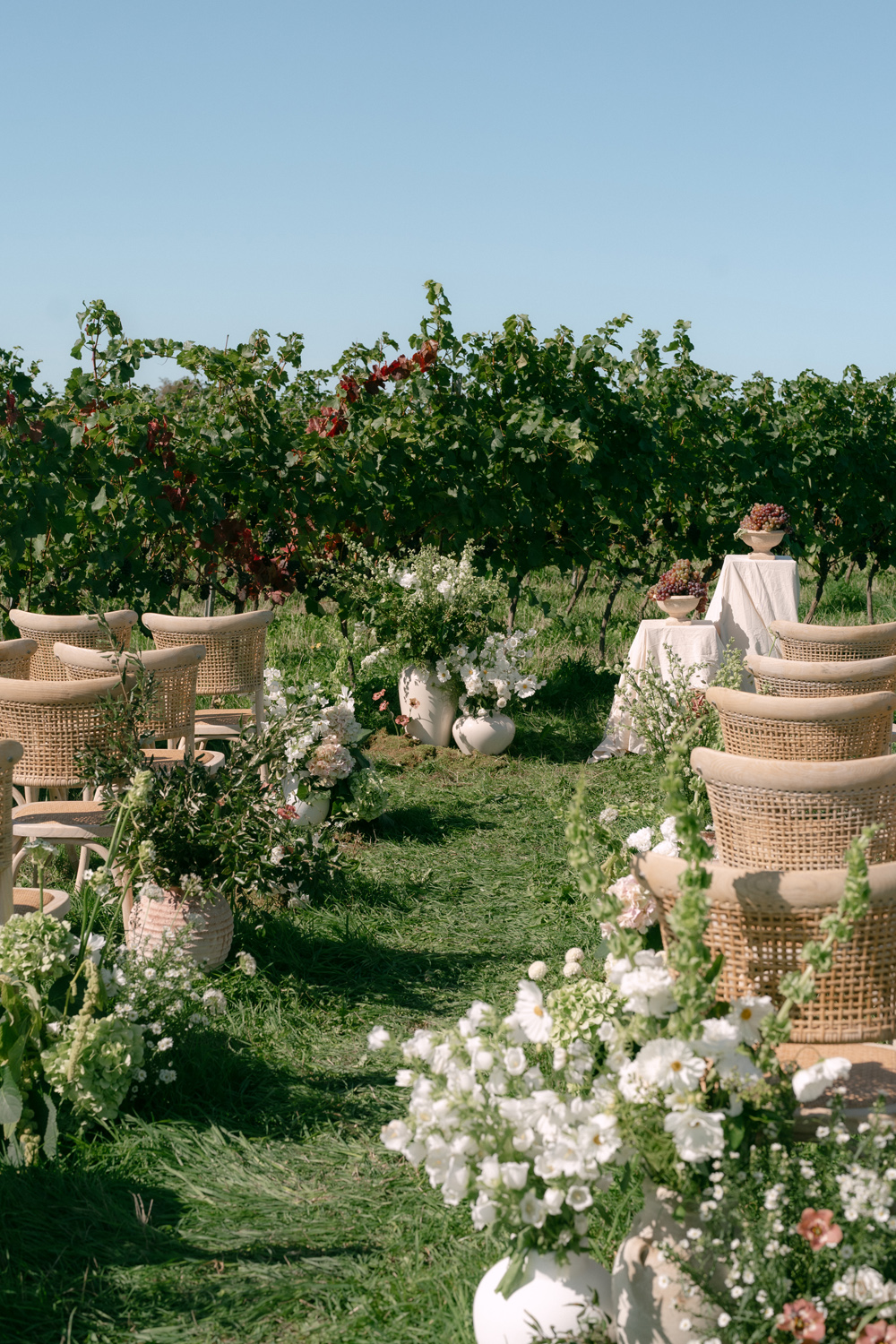 Minerva Vines